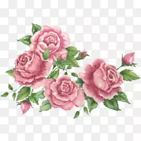 花园玫瑰，卷心菜，玫瑰花设计-设计