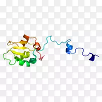 XIAP细胞凋亡抑制剂x染色体蛋白