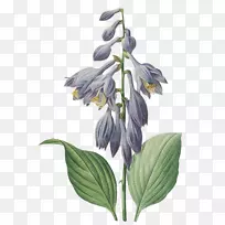 皮埃尔？约瑟夫？雷德(1759-1840)les liliacées画布印刷植物插图艺术-绘画