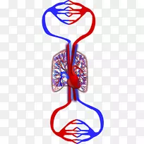 肺循环生命体心脏树