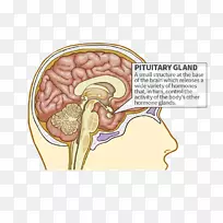垂体内分泌腺垂体前叶