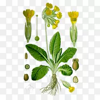 十字花科植物草花