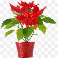 一品红圣诞花卉室内植物花卉设计-反射