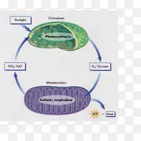 细胞呼吸光合作用有机体细胞呼吸