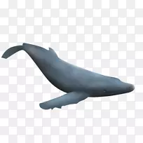 常见宽吻海豚图库溪海狮