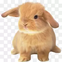 小兔子小兔，安哥拉兔，荷兰兔