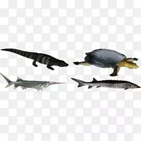 陆生动物恐龙野生鱼类-长江