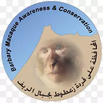 Barbary猕猴tétouan保护Barbary海岸-猴子