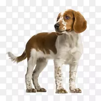威尔士斯普林尔猎犬英国小猎犬威尔士猎犬-弹簧猎犬
