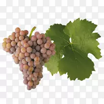 苏尔塔纳·格鲁斯特拉米耶·穆勒-苏尔高葡萄酒-葡萄酒