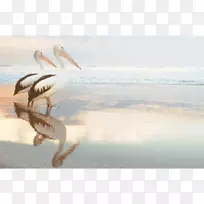 水鸟大白鹈鹕澳大利亚鹈鹕鸟