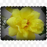 花卉草本植物-黄玫瑰边缘