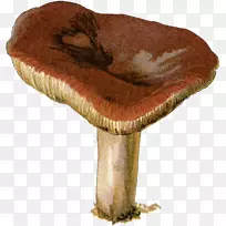 木耳科食用菌药用真菌-蘑菇
