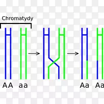 染色体交叉减数分裂染色体前期遗传学