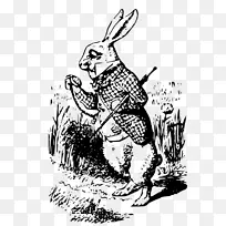 爱丽丝在仙境中的冒险-白兔-注：爱丽丝柴郡猫兔