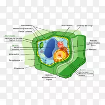 植物细胞壁细胞膜