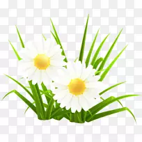 普通雏菊草植物-小白花