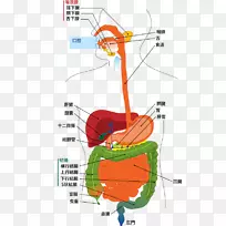 人体消化系统胃肠道消化图
