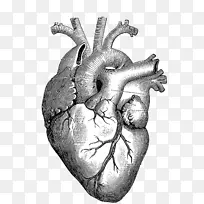 绘制心脏解剖图-心脏图