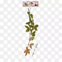 小枝植物茎叶花瓣字体-弗吉尼亚爬虫