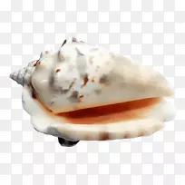 透明半透明海贝壳