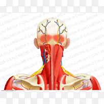颈部后三角人体射线束肌肉系统射线板