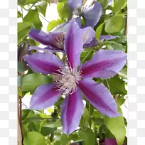 皮革花-铁线莲