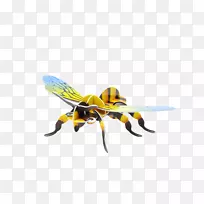 蜜蜂黄蜂三维空间昆虫形态