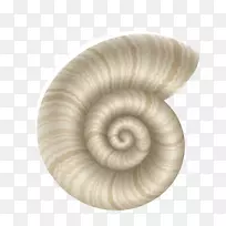 贝壳类海洋软体动物壳结构学.海贝壳