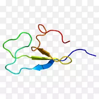 ksr 1蛋白激酶基因
