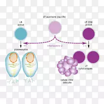白细胞介素-2t辅助细胞t细胞免疫系统.碎片