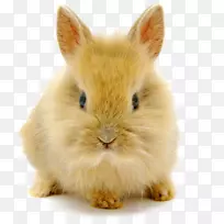 荷兰矮小兔小猫小狗-小猫