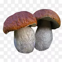 牛肝菌食用菌毒蘑菇