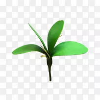 叶植物茎，人工花兰花-叶