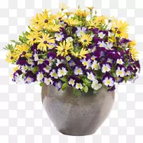 非洲雏菊花园花盆三色花