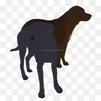 拉布拉多猎犬扁衣猎犬繁殖鼻拉布拉多犬