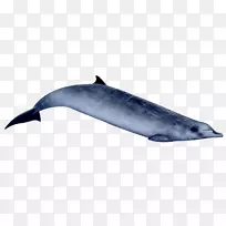 普通宽吻海豚图库溪粗齿海豚江豚银杏齿喙鲸-里索海豚