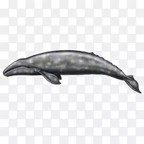 阿拉斯加海豚艺术博客-灰鲸