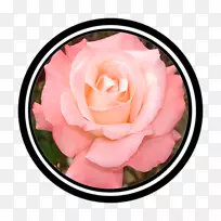 花园玫瑰切花粉红色花瓣玫瑰