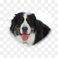 伯恩塞山犬大瑞士山犬繁殖同伴犬