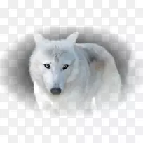 西伯利亚哈士奇北极狼非洲野狗阿拉斯加冻原狼北极狐