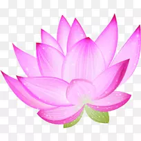 Nelumbo nucifera剪贴画-洗莲花