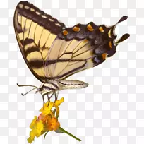 帝王蝴蝶UGA收集的节肢动物，高翅蝴蝶佐治亚自然历史博物馆-蝴蝶