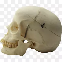 颅骨-人体解剖-解剖