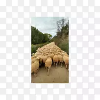 羊牧场放牧牛鼻子-圣地亚哥-德孔波斯特拉