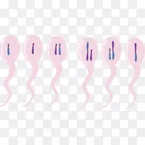 染色体易位剪贴画