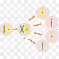 减数分裂染色体细胞遗传学基因复制