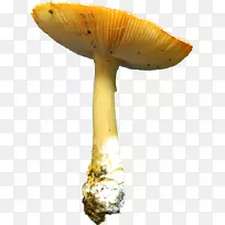 食用菌木耳科药用真菌-蘑菇