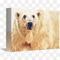 北极熊灰熊水彩画水彩动物水彩北极熊