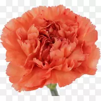 康乃馨切花花瓣牡丹